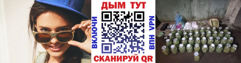 где можно купить   Грязовец  Канабис конопля 
